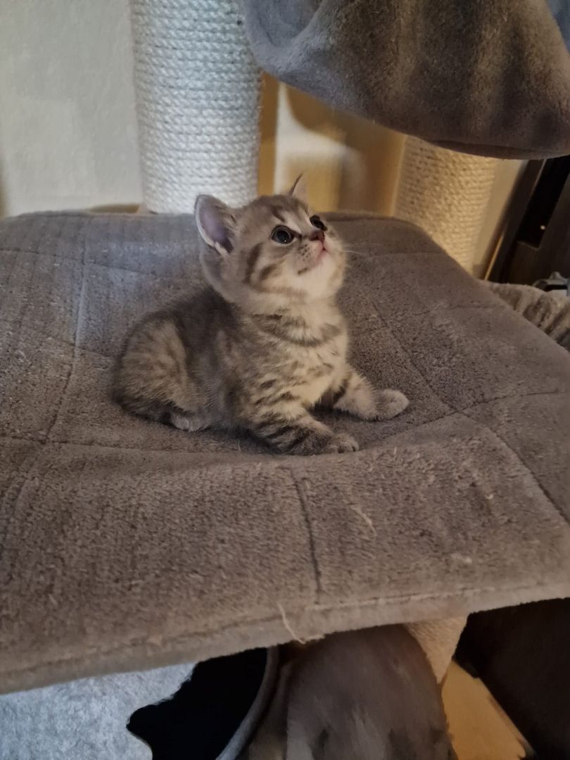 4 Bkh Kitten 2x Blue golden Tabby (1x Verkauft) & 2x Black golden Tabby classic (1x Verkauft)