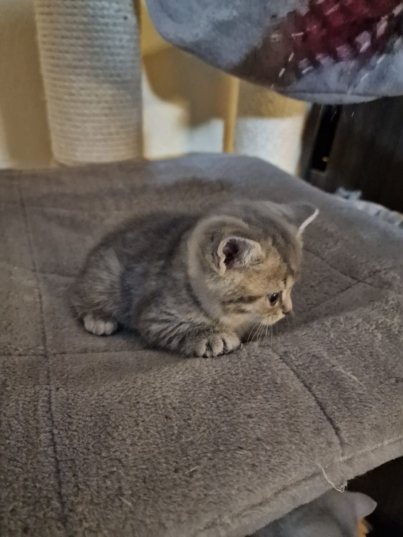 4 Bkh Kitten 2x Blue golden Tabby (1x Verkauft) & 2x Black golden Tabby classic (1x Verkauft)