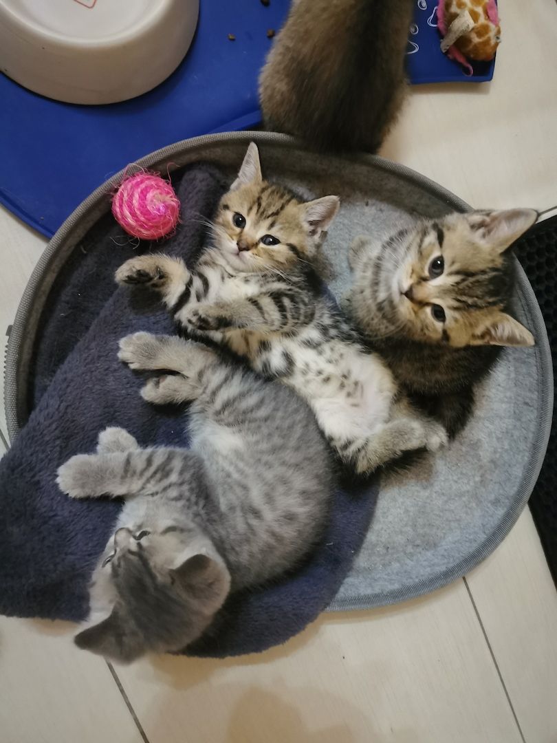 4 Bkh Kitten 2x Blue golden Tabby (1x Verkauft) & 2x Black golden Tabby classic (1x Verkauft)