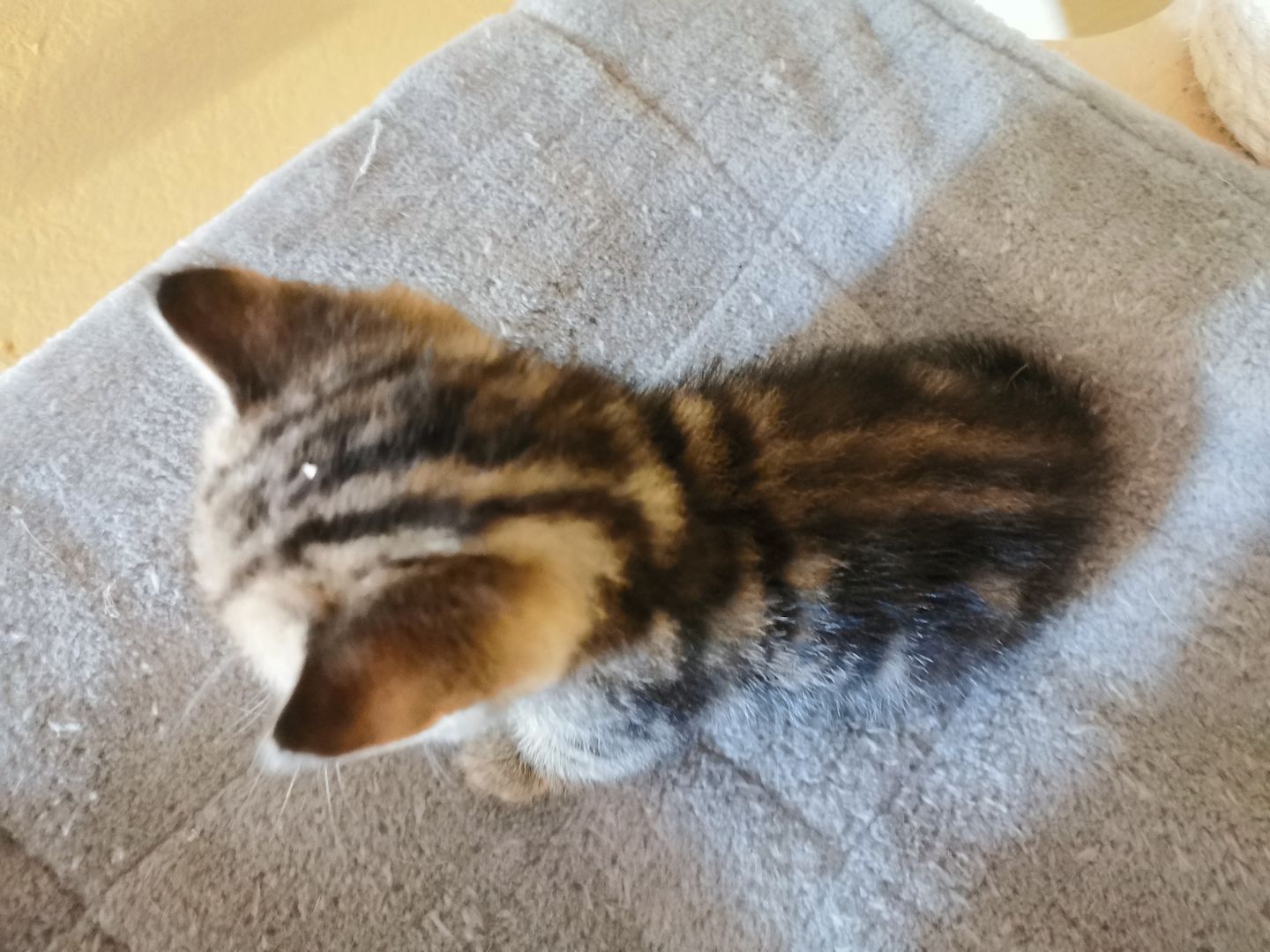 4 Bkh Kitten 2x Blue golden Tabby (1x Verkauft) & 2x Black golden Tabby classic (1x Verkauft)
