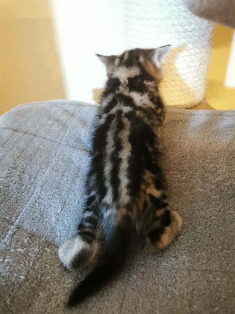 4 Bkh Kitten 2x Blue golden Tabby (1x Verkauft) & 2x Black golden Tabby classic (1x Verkauft)