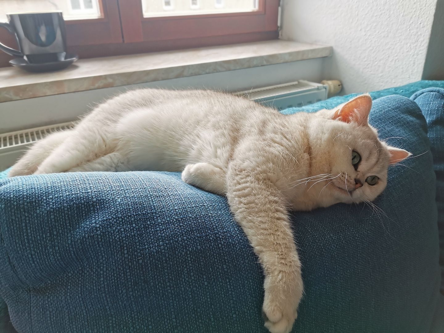 4 Bkh Kitten 2x Blue golden Tabby (1x Verkauft) & 2x Black golden Tabby classic (1x Verkauft)