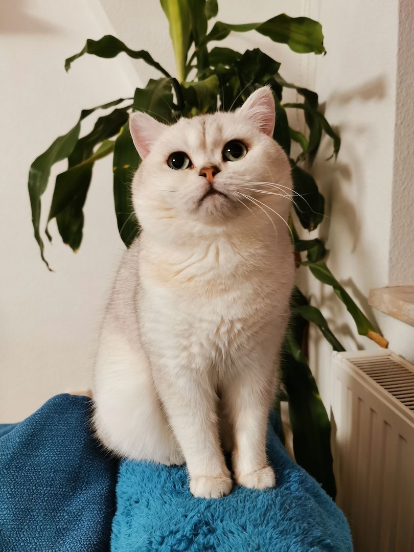 4 Bkh Kitten 2x Blue golden Tabby (1x Verkauft) & 2x Black golden Tabby classic (1x Verkauft)