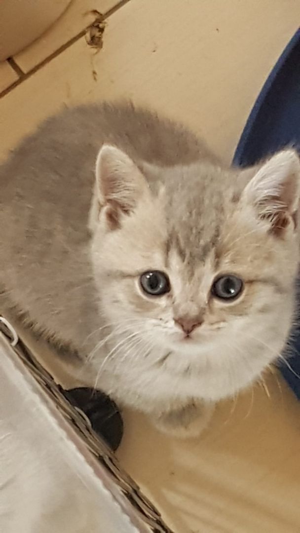 4 Bkh Kitten 2x Blue golden Tabby (1x Verkauft) & 2x Black golden Tabby classic (1x Verkauft)