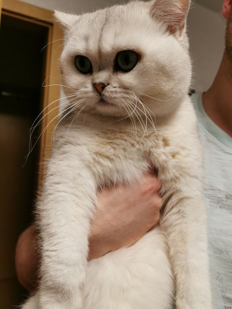 4 Bkh Kitten 2x Blue golden Tabby (1x Verkauft) & 2x Black golden Tabby classic (1x Verkauft)