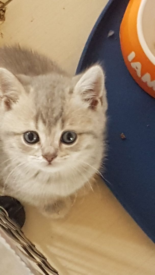 4 Bkh Kitten 2x Blue golden Tabby (1x Verkauft) & 2x Black golden Tabby classic (1x Verkauft)