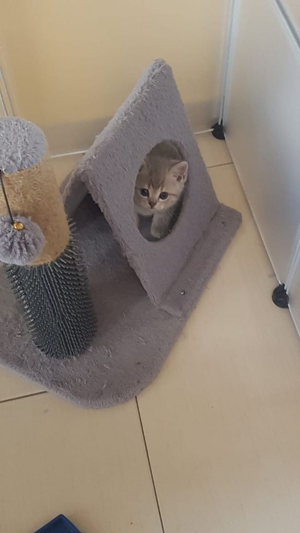 4 Bkh Kitten 2x Blue golden Tabby (1x Verkauft) & 2x Black golden Tabby classic (1x Verkauft)