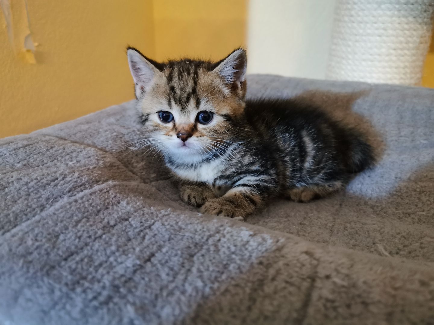 4 Bkh Kitten 2x Blue golden Tabby (1x Verkauft) & 2x Black golden Tabby classic (1x Verkauft)