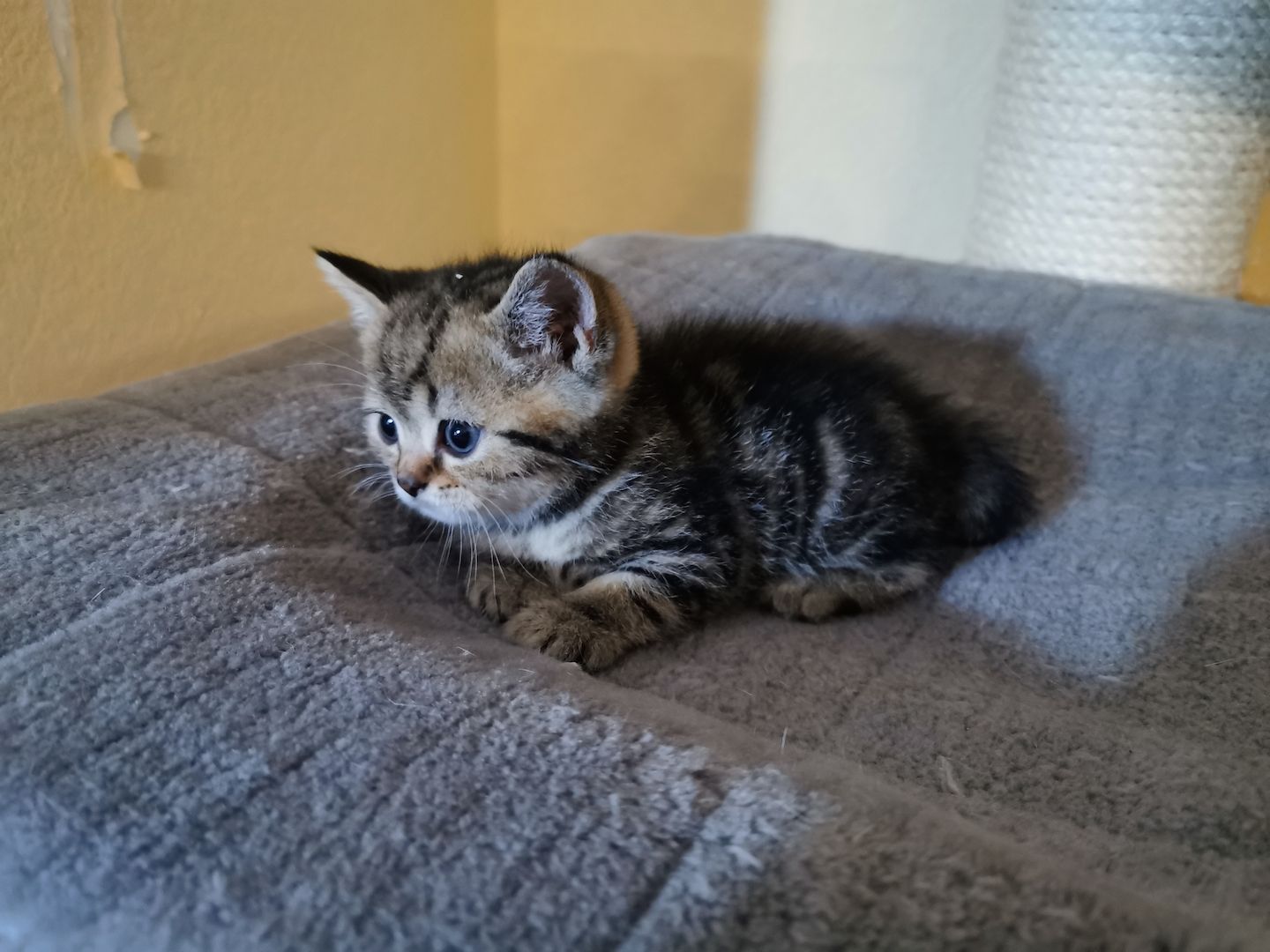 4 Bkh Kitten 2x Blue golden Tabby (1x Verkauft) & 2x Black golden Tabby classic (1x Verkauft)