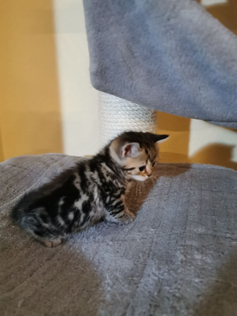 4 Bkh Kitten 2x Blue golden Tabby (1x Verkauft) & 2x Black golden Tabby classic (1x Verkauft)