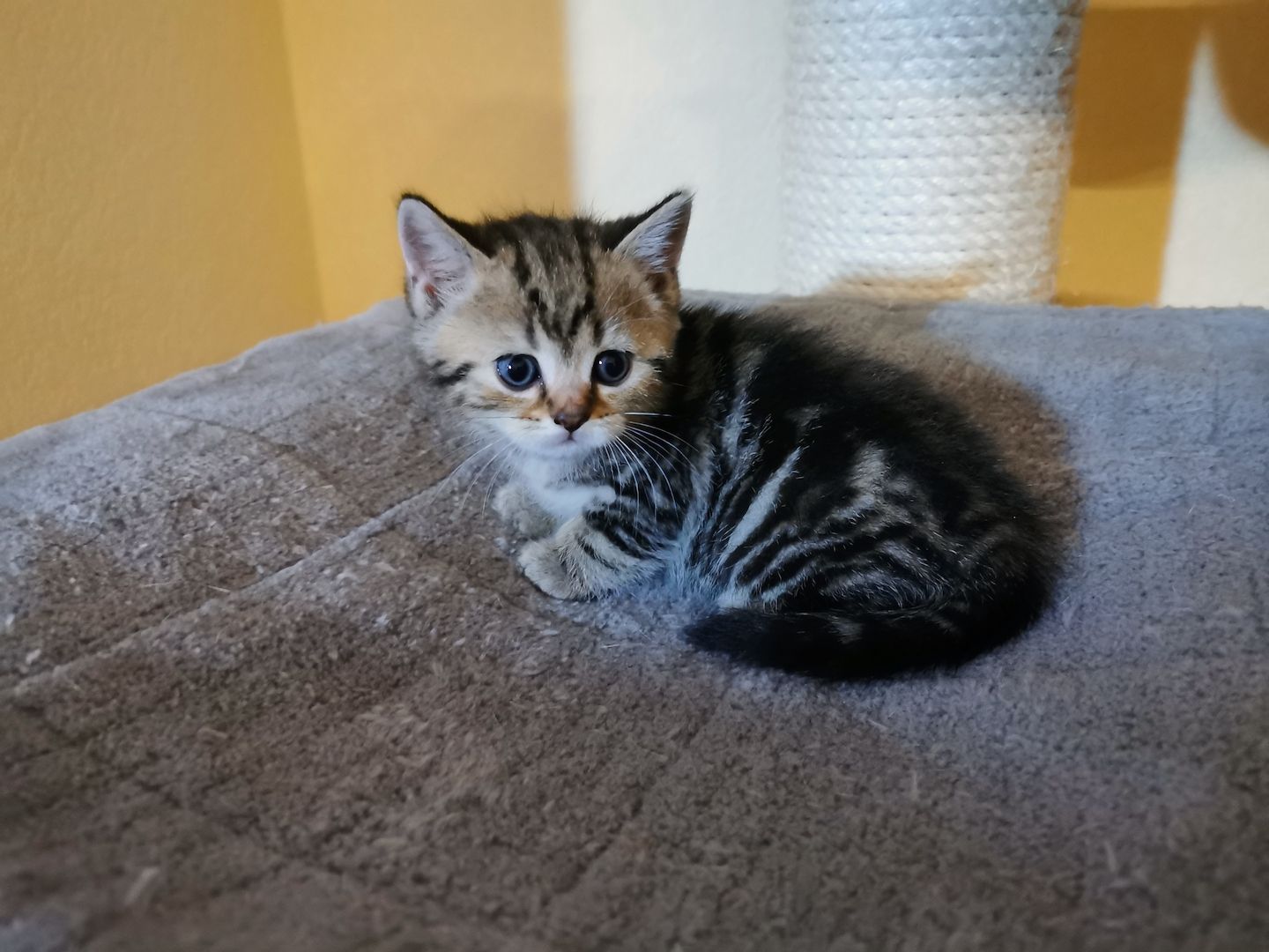 4 Bkh Kitten 2x Blue golden Tabby (1x Verkauft) & 2x Black golden Tabby classic (1x Verkauft)