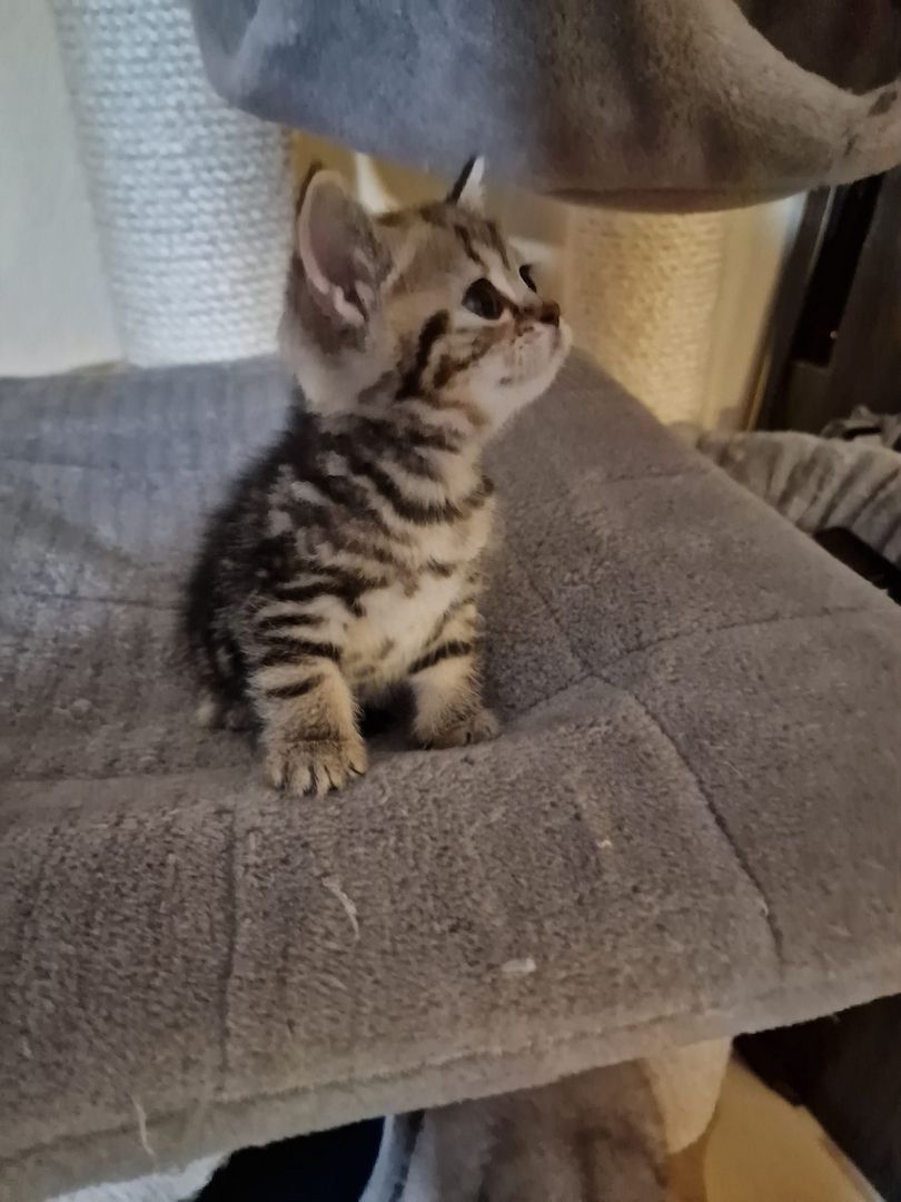4 Bkh Kitten 2x Blue golden Tabby (1x Verkauft) & 2x Black golden Tabby classic (1x Verkauft)