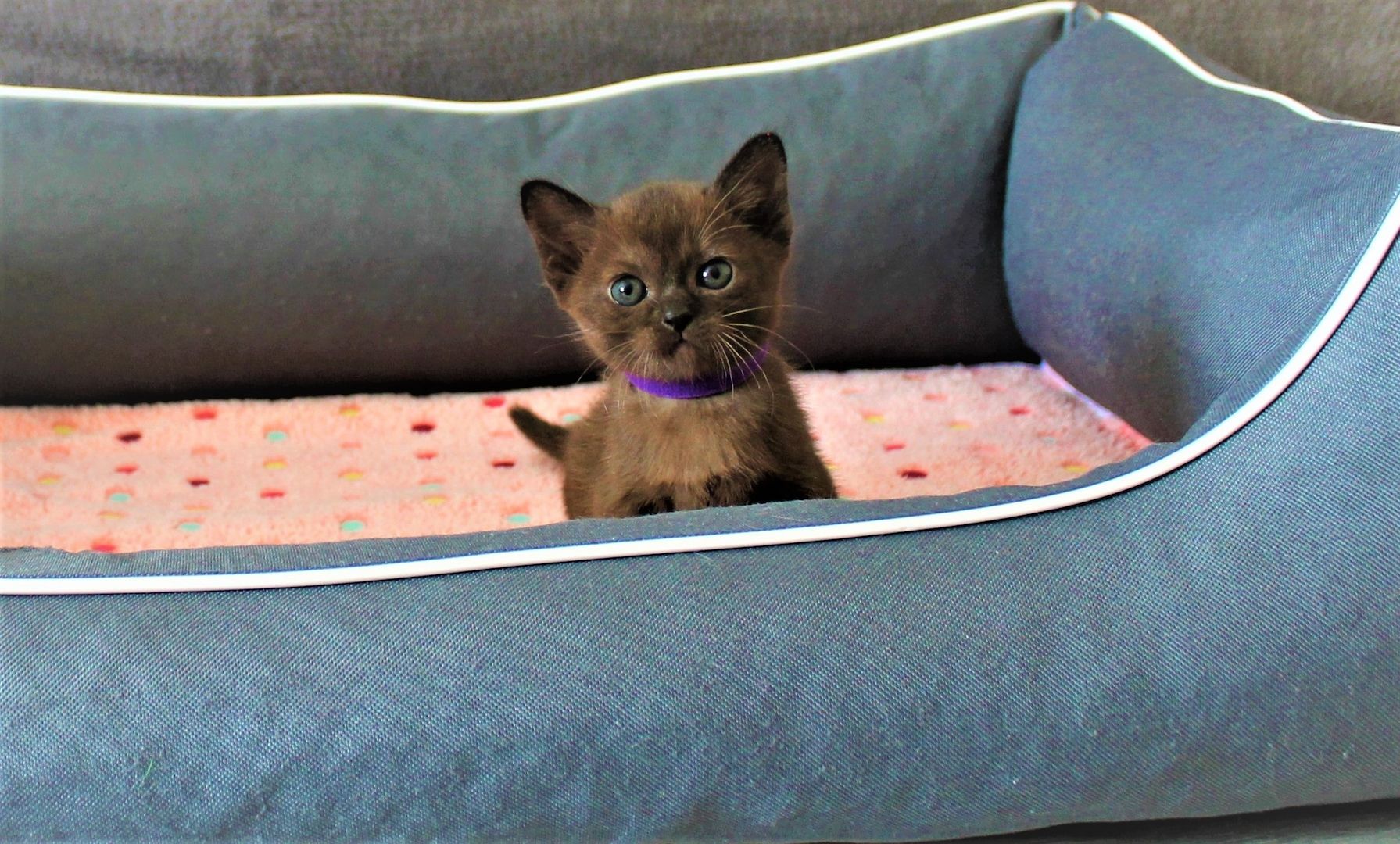 Reinrassige *** Burma Kitten *** Reinrassige *** Burma Kitten ***