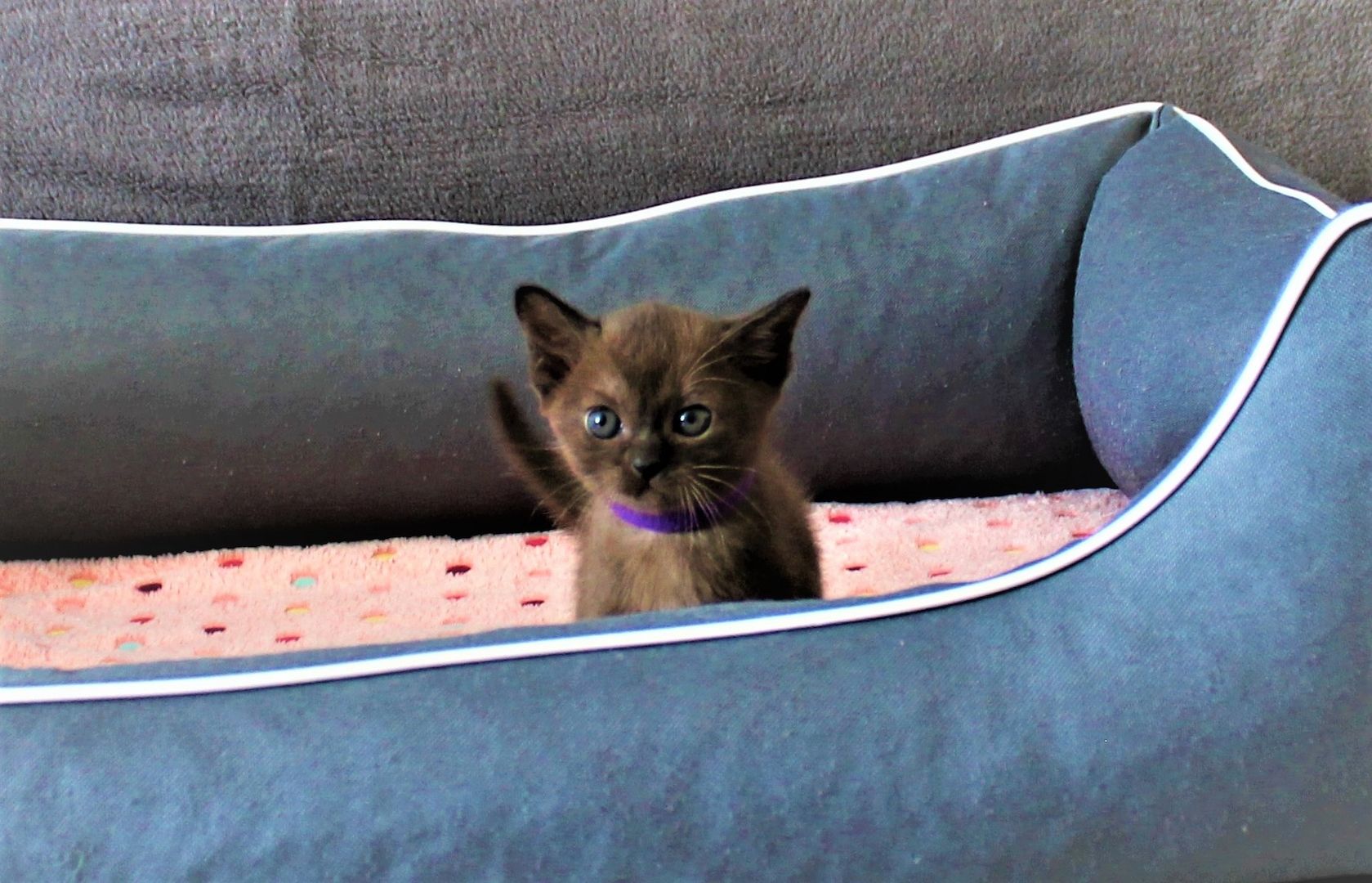 Reinrassige *** Burma Kitten *** Reinrassige *** Burma Kitten ***