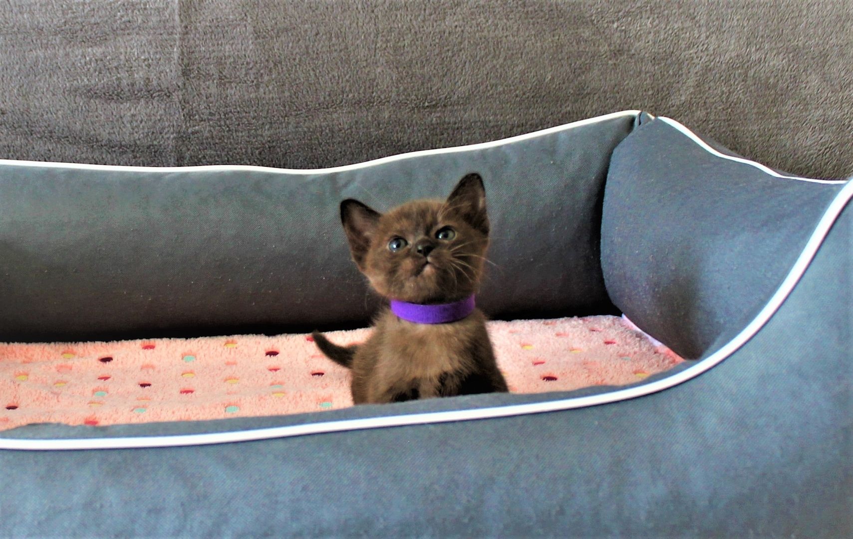 Reinrassige *** Burma Kitten *** Reinrassige *** Burma Kitten ***