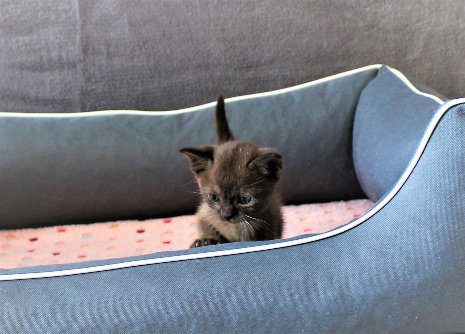 Reinrassige *** Burma Kitten *** Reinrassige *** Burma Kitten ***