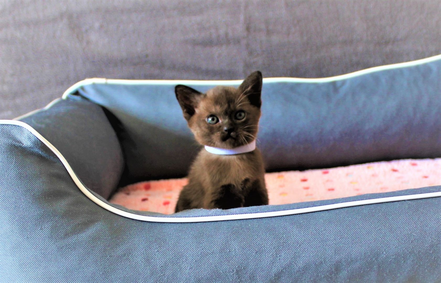 Reinrassige *** Burma Kitten *** Reinrassige *** Burma Kitten ***