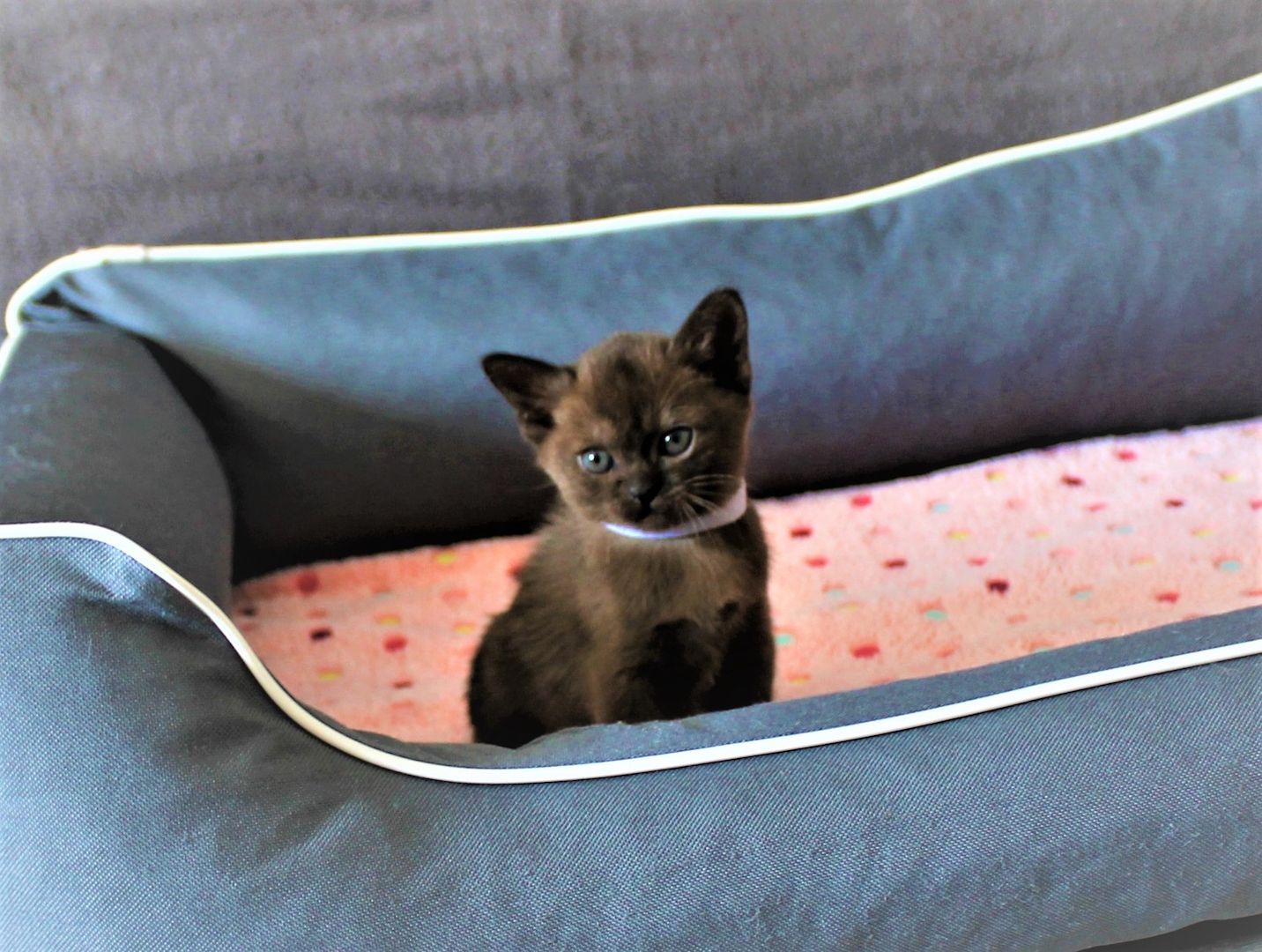 Reinrassige *** Burma Kitten *** Reinrassige *** Burma Kitten ***
