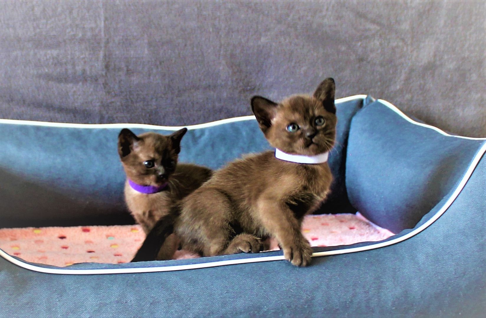 Reinrassige *** Burma Kitten *** Reinrassige *** Burma Kitten ***