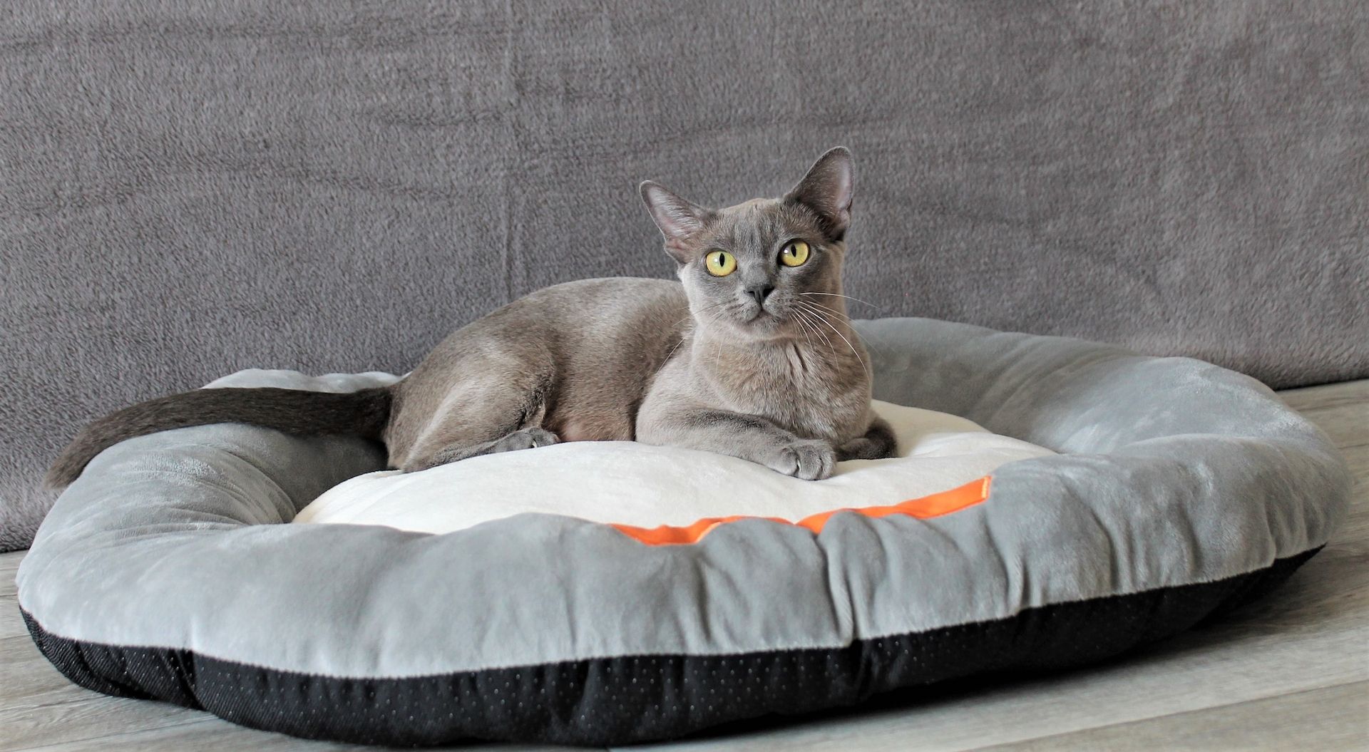 Reinrassige *** Burma Kitten *** Reinrassige *** Burma Kitten ***