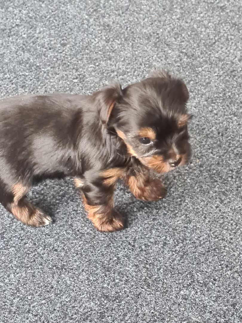 Mini Yorkshire Terrier Welpen süss