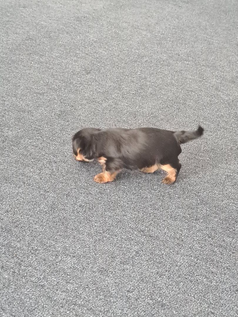 Mini Yorkshire Terrier Welpen süss