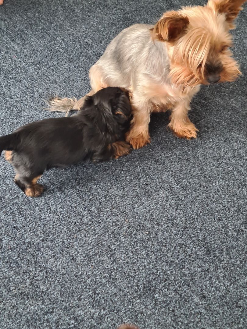 Mini Yorkshire Terrier Welpen süss