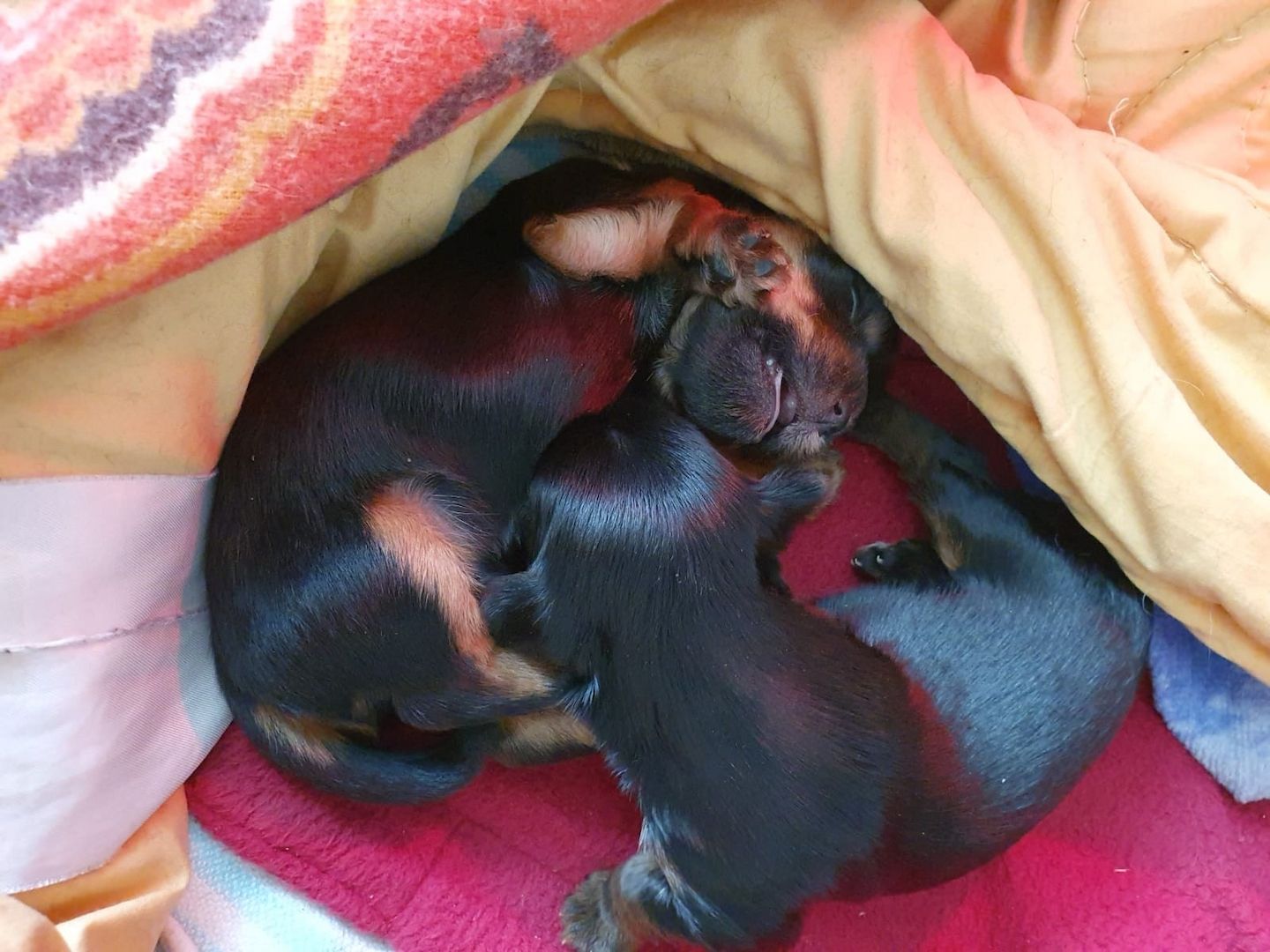 Mini Yorkshire Terrier Welpen süss