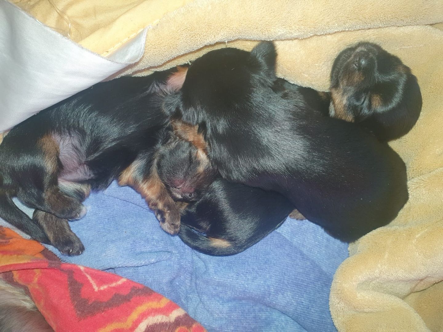 Mini Yorkshire Terrier Welpen süss