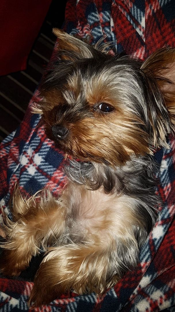 Mini Yorkshire Terrier Welpen süss