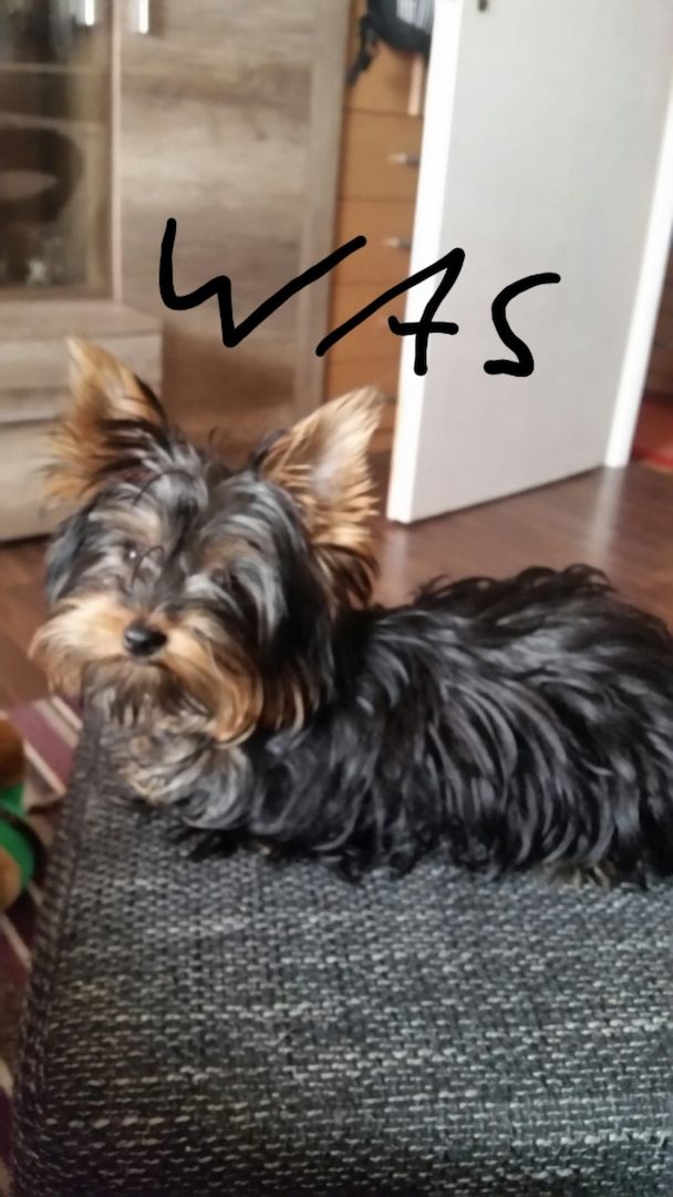 Mini Yorkshire Terrier Welpen süss