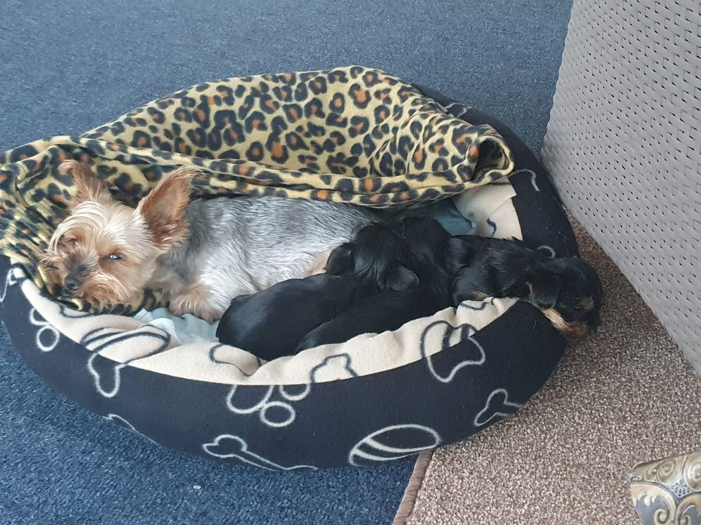 Mini Yorkshire Terrier Welpen süss