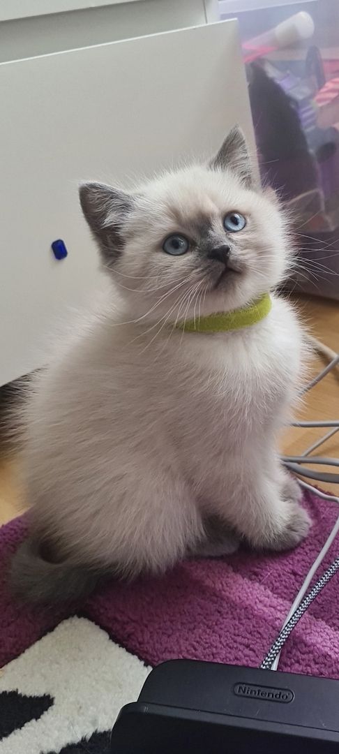 Bkh Kitten in creme point, gestreift