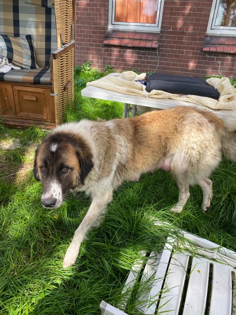 Leonberger/Bernhardiner Mix