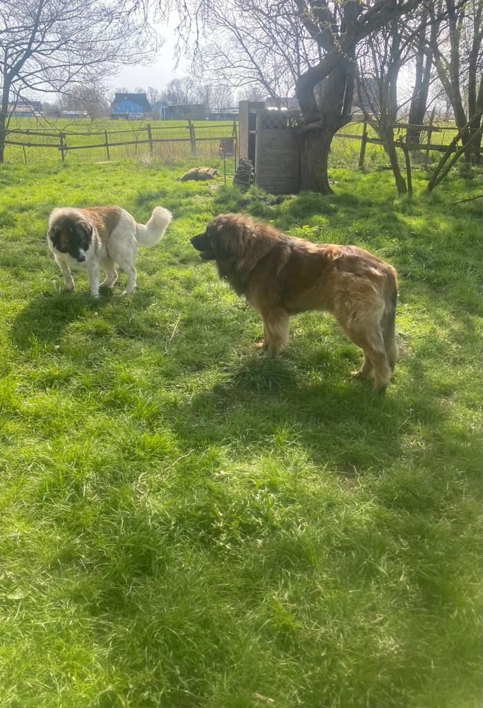 Leonberger/Bernhardiner Mix