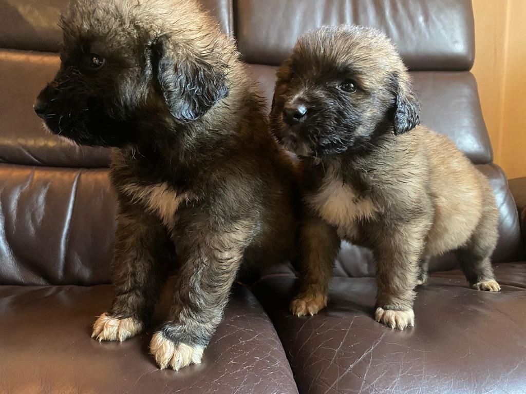 Leonberger/Bernhardiner Mix