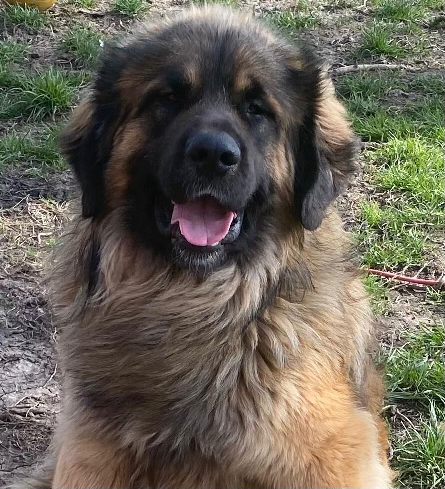 Leonberger/Bernhardiner Mix