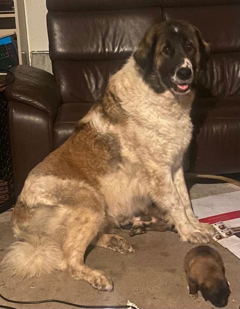 Leonberger/Bernhardiner Mix