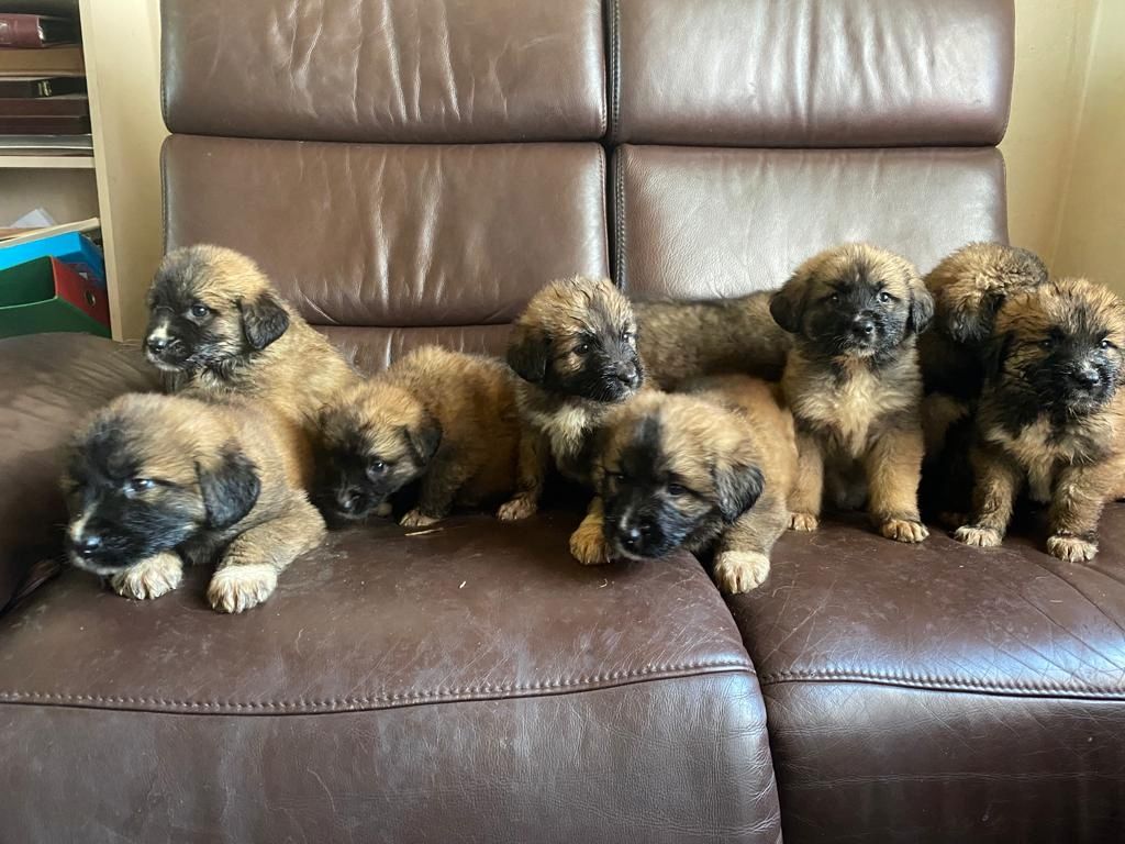 Leonberger/Bernhardiner Mix