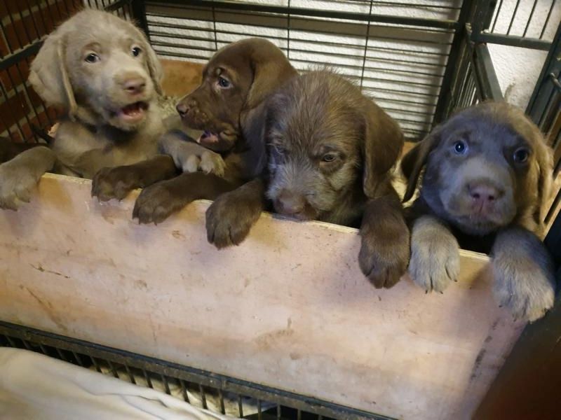 Welpen - Weimaraner x Labradoodle