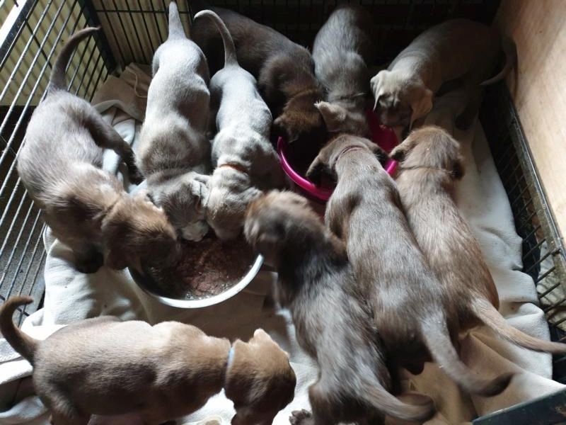 Welpen - Weimaraner x Labradoodle