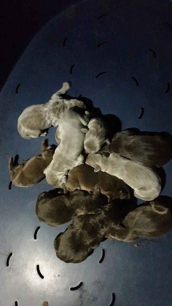 Welpen - Weimaraner x Labradoodle