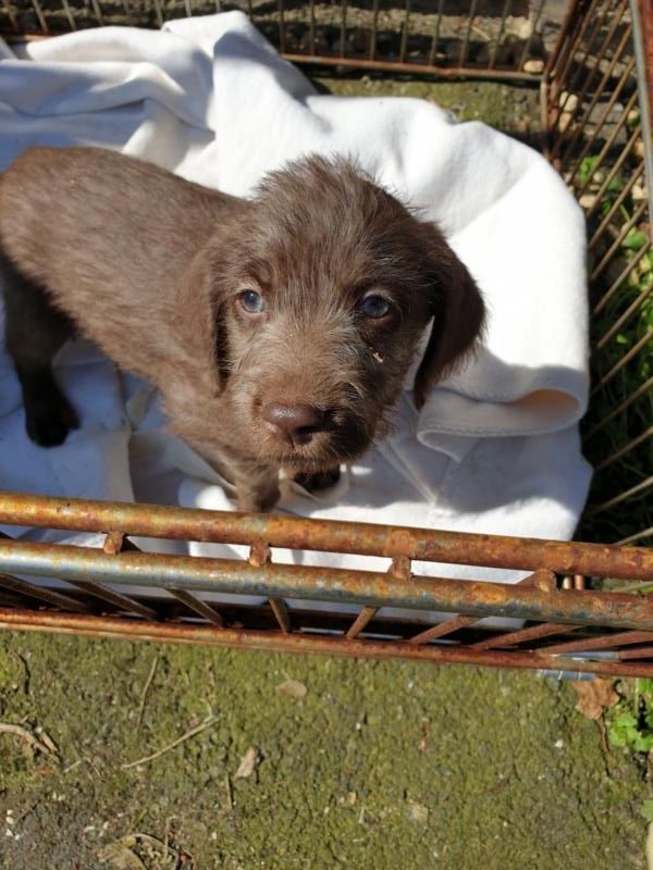 Welpen - Weimaraner x Labradoodle