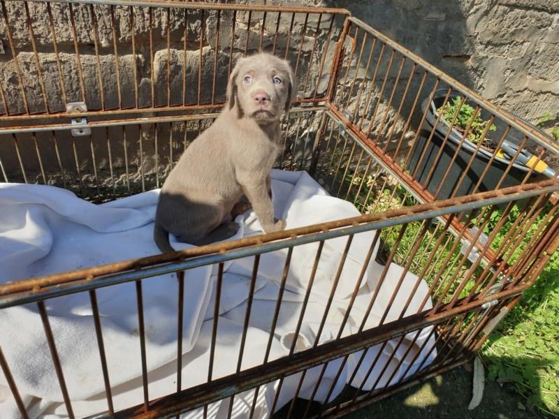 Welpen - Weimaraner x Labradoodle