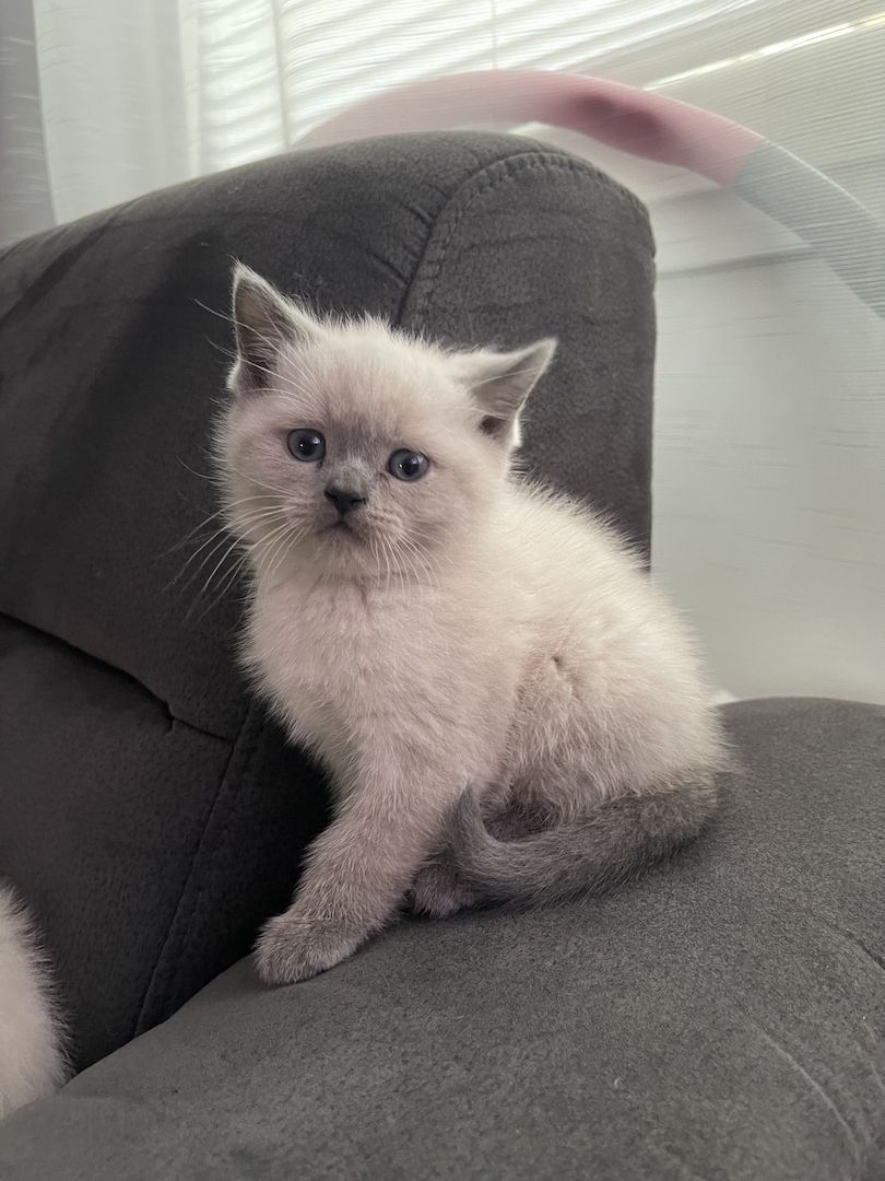 Reinrassige BKH Kitten