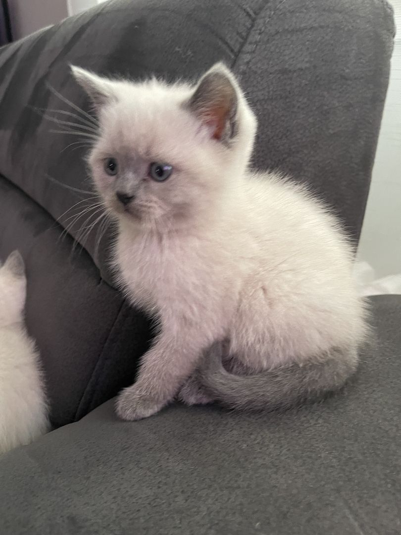 Reinrassige BKH Kitten