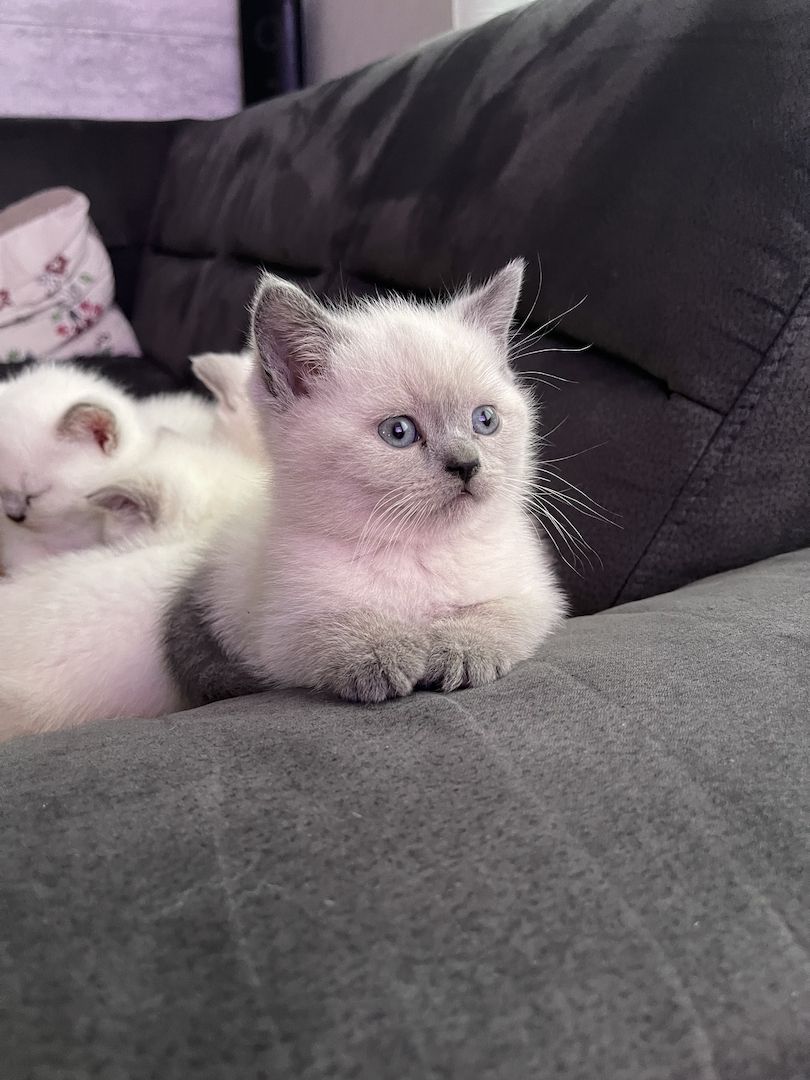 Reinrassige BKH Kitten