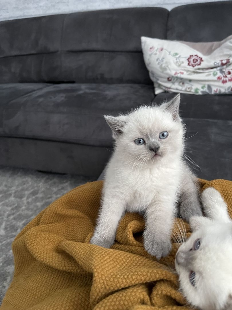 Reinrassige BKH Kitten
