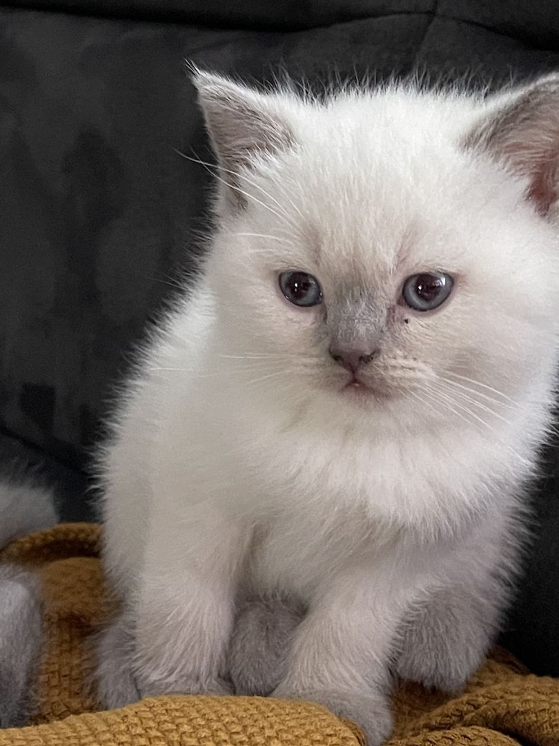 Reinrassige BKH Kitten