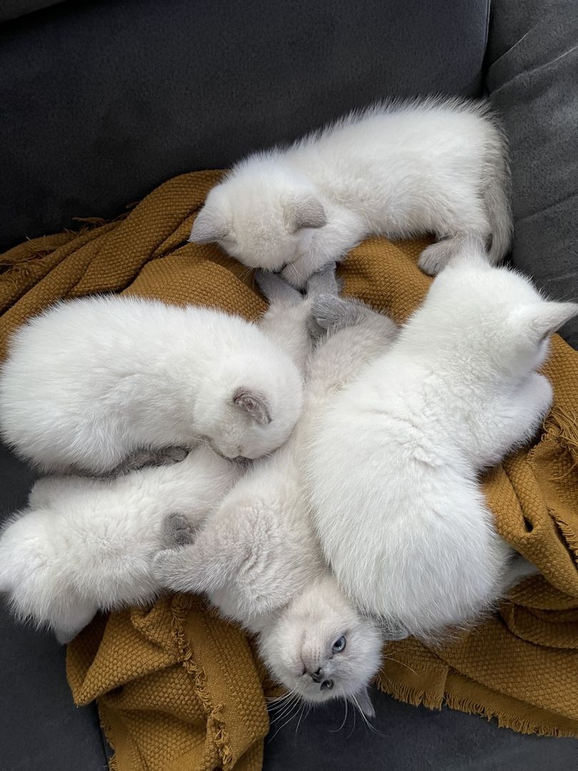 Reinrassige BKH Kitten